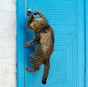 kat ridser ved døren