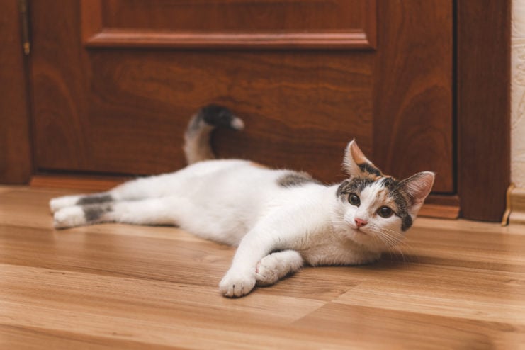 White and grey kitten laying in front of a brown wood door.