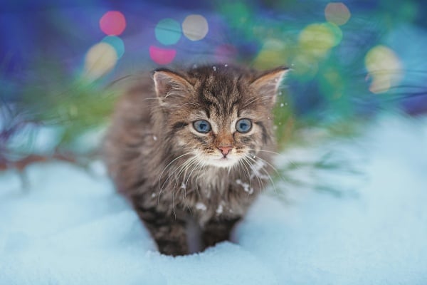 Grey kitten in the snow with Holiday lights in the background seemingly asking why cats don't go into heat during winter