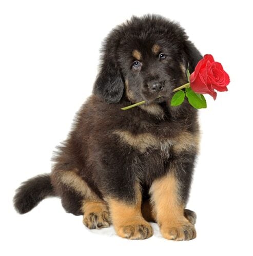 A Newfoundland puppy with black and tan fur holding a red rose in his mouth
