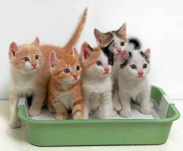 Cute kittens in a sifting litter box.