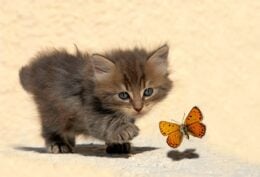 Grey kitten chasing a butterfly