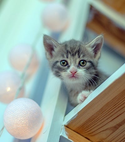 Kitten on a cat shelf