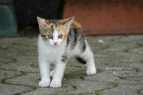 Grey and white kitten roaming the streets
