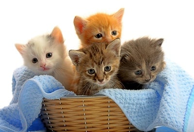4 cute kittens in a basket with a light blue towel. 