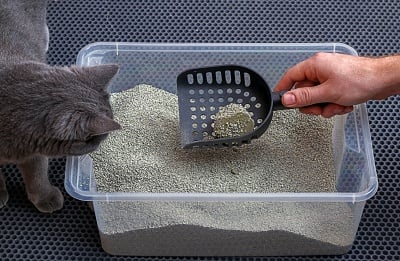 Grey cat watching a hand scoop a feces out of kitty litter.