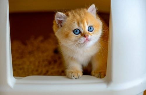 Orange kitten peeking out of a covered litter box