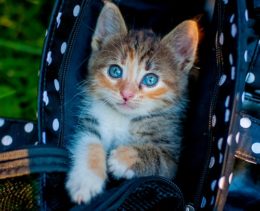 Grey kitten with blue eyes in a black (with white dots) fabric pet carrier