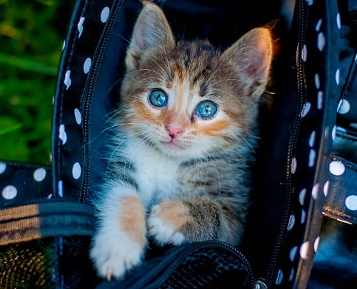 Grey kitten with blue eyes in a black fabric (with white dots) pet carrier.