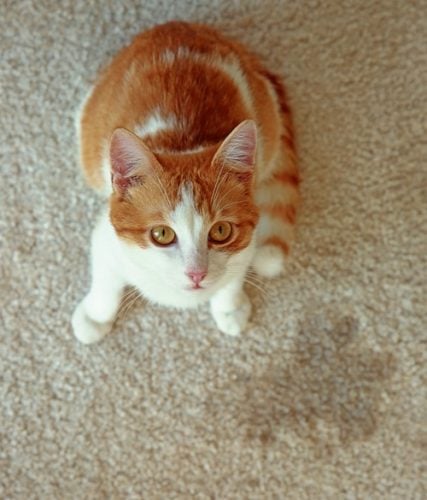 Orange and white cat on beige carpet with cat urine on it