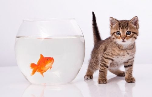 Tan kitten next to a fishbowl with a goldfish