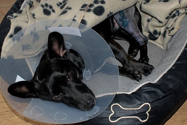 A black labrador retriever resting on their dog bed with an Elizabethan collar
