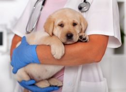 Yellow labrador retriever puppy in the arms of a veterinarian