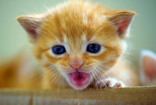 Orange tabby kitten meowing.