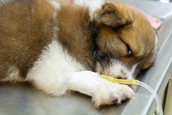 A tan and white puppy recovering from surgery with an IV in their right paw