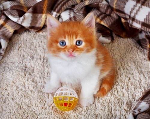 Orange and white kitten with a small red and yellow toy ball sitting in a cat bed.