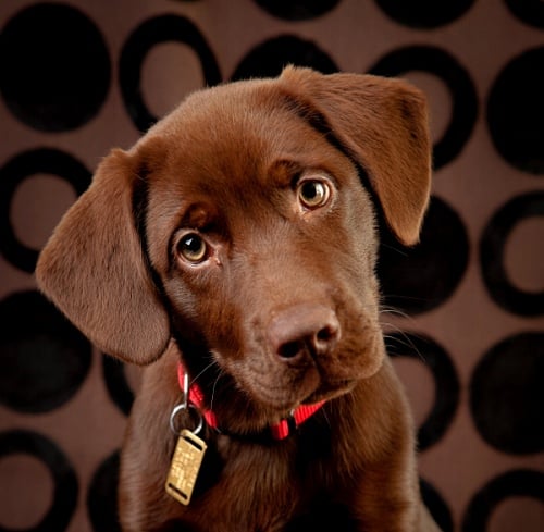 A chocolate lab puppy with a red collar with their head tilted to their right side seeming to ask, can dogs see in the dark?