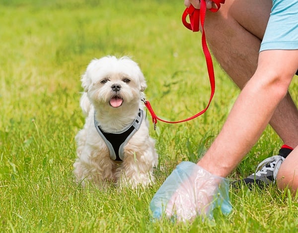 Tricks to stop your dog from eating poop by picking it up before they eat it