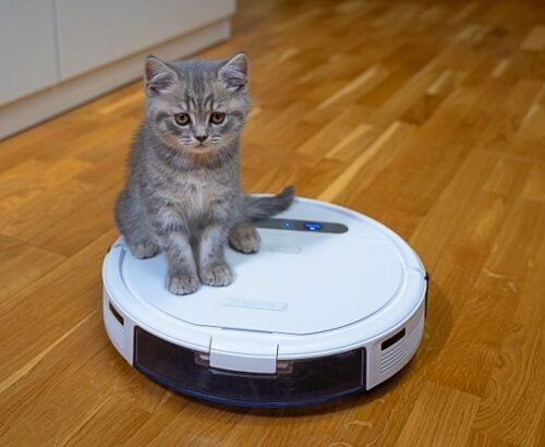 Grey kitten sitting on a robot vacuum with a slightly worried look. As if the kitten is thinking, how did I get on the back of this scary monster (vacuum).