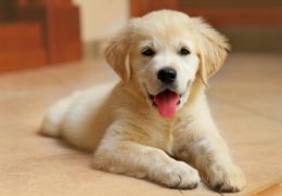 Golden retriever puppy smiling at the camera sitting on a floor. Probably happy because he just ate his poop.