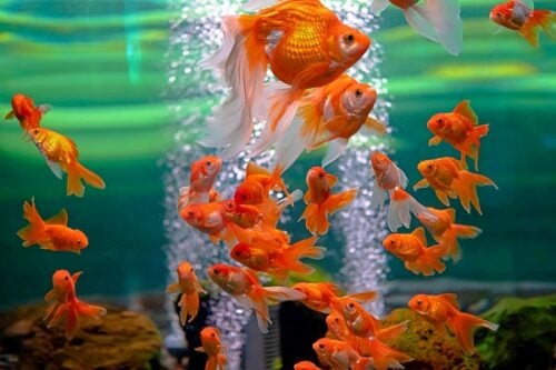 A fish tank with goldfish of various sizes floating around with two streams of aeration bubble streams behind them.