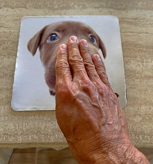Hand signal for Down with an open hand, palm facing down in front of a picture of a puppy.