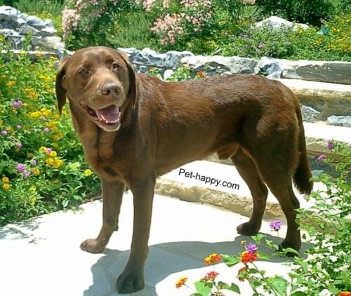 Our first dog Moose, a Chocolate Lab in our backyard with flowers in the background