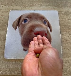 Hand signal for sit demonstrating in front of a picture of a puppy.