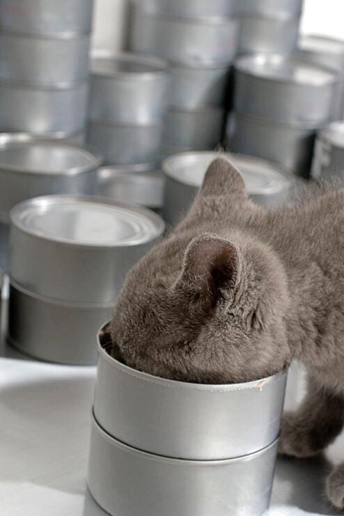 Grey cat with his face in their food bowl