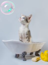Cat in bathtub