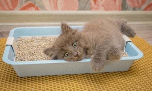 Grey kitten laying in a small light blue litter box with a removable litter box tray. 