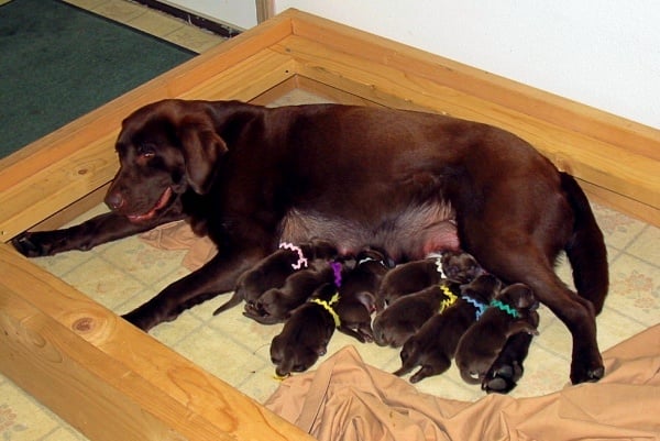 Our female chocolate labrador retriever with her first litter of puppies