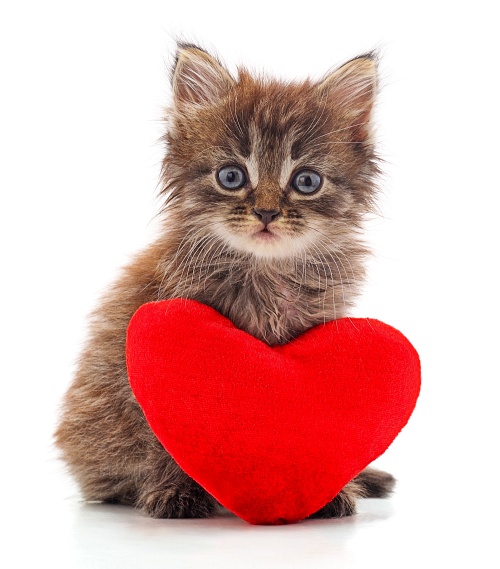Do male cats go into heat? Is what this little grey kitten with a stuffed toy in the shape of a red heart seems to be asking.