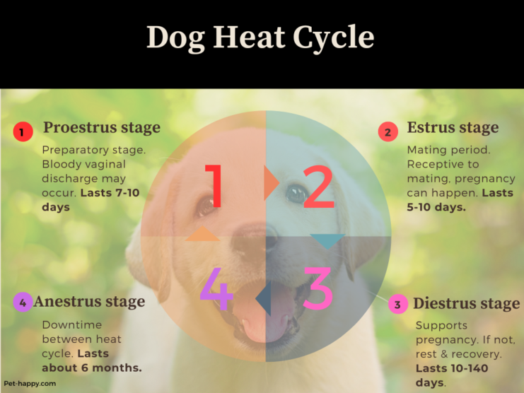 Dog Heat Cycle A Comprehensive Guide for Pet Owners