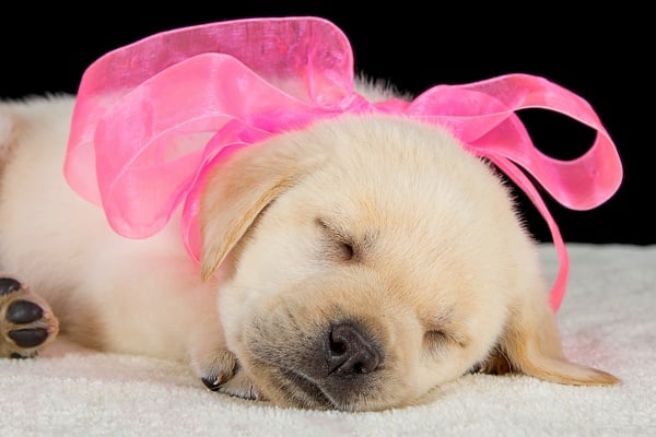 Female yellow lab puppy with a pink bow. Why do female dogs go into heat? Because it's a natural function of her reproductive system.