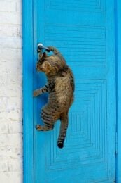Grey cat scratching door. A grey cat hanging on the door handle of a blue door.