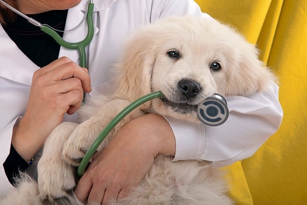 A golden retriever in the arms of a veterinarian playing with a stethoscope. If she is experiencing a silent heat, it's good she is being examined.