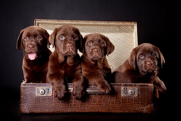 4 chocolate labrador retriever puppies in an old suitcase. If their mom had a silent heat, she could still have conceived these precious puppies.