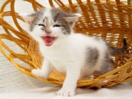 White and tan kitten standing in a basket hissing, trying to be scary.
