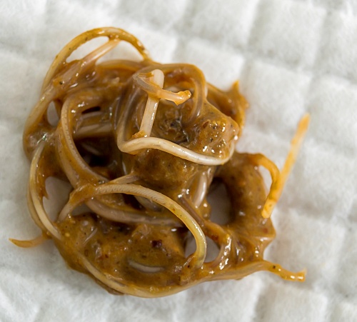 Roundworms in cat feces