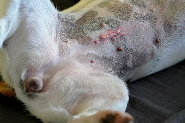 A female dog showing their abdomen and the healing incision site from spay surgery.  The incision appears to be healing well to show the readers what to look for.