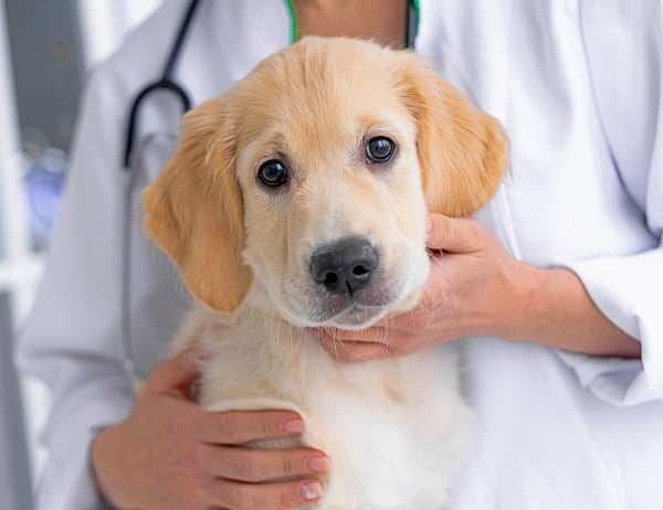 A young female golden retriever in the hands of a veterinarian seemingly asking, What are the warning signs after spaying dog?