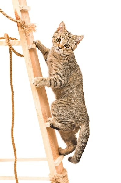 Tan cat climbing a cat tree to show a cat with an enriched environment.