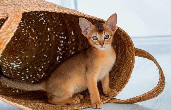 A young Abyssinian cat with a medium brown coat and green eyes sitting in a basket.
