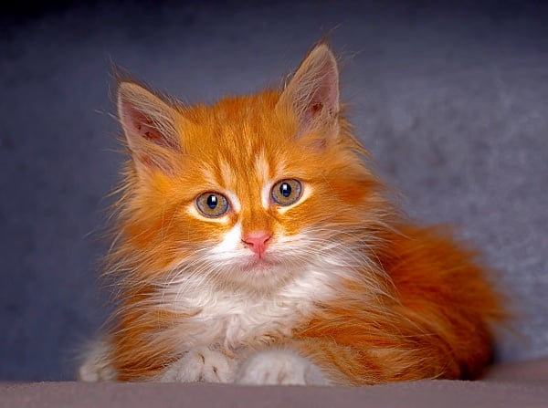 A Maine Coon cat with hazel eyes and orange coat with a white chest and paws.