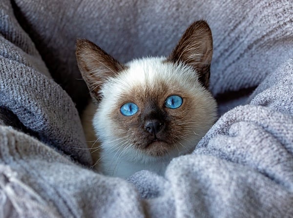 A Saimese kitten with stunning blue eyes with a darker face and ears with a lighter coat.