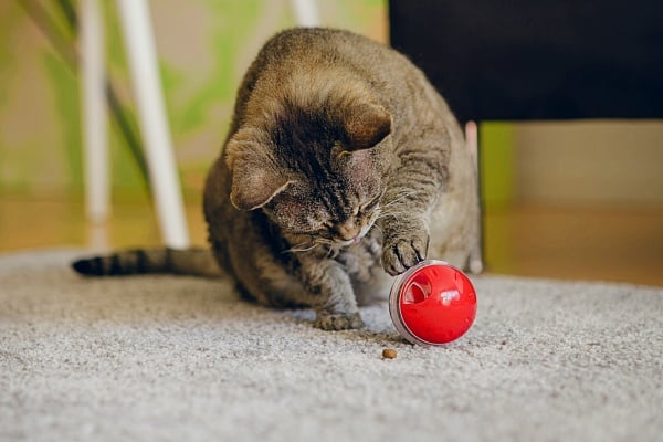Grey cat playing with a red Catit treat ball