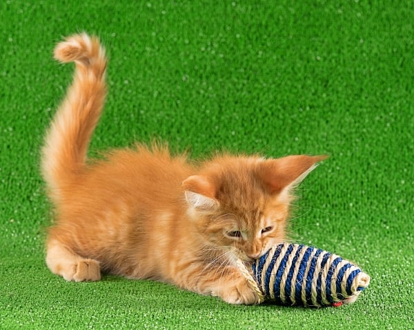 Orange kitten with a puffed up tail and hair on it's back, playing with a toy to show that a puffed up tail can mean they are playful, not afraid.
