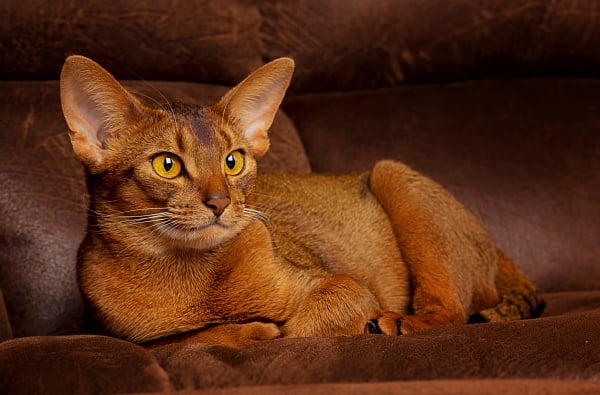 An Abyssinian long nose cat laying down.