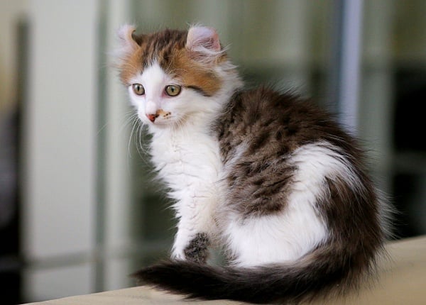 American Curl long nose cat breed sitting.